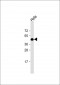 Beta-actin Antibody, HRP Conjugate