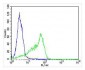 SLC16A11 Antibody (N-term)