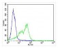 SLC16A11 Antibody (N-term)