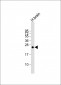 PLD6 Antibody (Center)