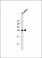 PLD6 Antibody (Center)