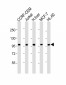 RSBN1 Antibody (N-term)