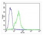 HBB Antibody (C-term)