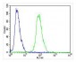 NOS2A Antibody (Center)