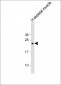 DDIT3 Antibody (C-term A135)