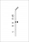 LEF1 Antibody (N-term)