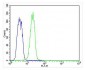 KRT12 Antibody (C-term)