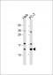 TCEB1 Antibody (C-term)