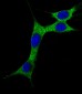 Cleaved LC3A Antibody