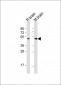 TAU Antibody (C-term)