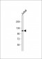 PRDM16 Antibody (Center)