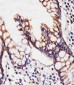 CHST12 Antibody (N-term)