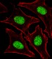 GNL3 Antibody (N-term)