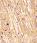 (Mouse) Smad1 Antibody (Center)