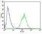 STMN2 Antibody (Center)