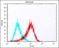 (Mouse) Melk Antibody (C-term)