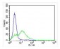 DRD5 Antibody (C-term)