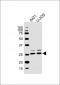 MLF1 Antibody (C-term)
