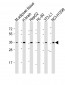 ADRB3 Antibody (C-Term)