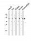 GNAS Antibody (N-Term)