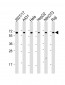 SNW1 Antibody (C-Term)