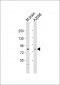 SEMA7A Antibody (C-term)