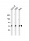 MYBL2 Antibody (C-Term)