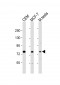 MYBL2 Antibody (C-Term)