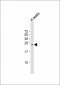 TUSC1 Antibody (C-Term)