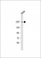 APC2 Antibody (N-Term)