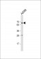 IL21R Antibody (N-Term)