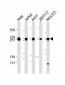 FLNB Antibody (N-Term)