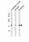 SDHC Antibody (C-Term)