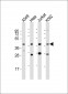 MORF4L1 Antibody (C-Term)