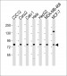 LPP Antibody (N-Term)