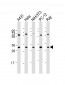 RPL7A Antibody (C-Term)