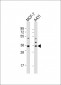 Cyclin D1 Antibody (S90)