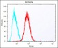 EREG Antibody (C-term)