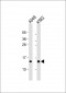 RPS15A Antibody (N-term)