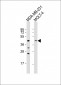 CCR7 Antibody (N-term)