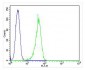 CD63 Antibody (C-term)