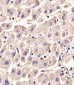 GLUL Antibody (N-term)