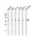 MAPK14 Antibody (Y323)