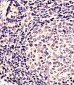 EN1 (Engrailed 1) Antibody (N-term)