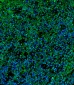 IL2RG Antibody (N-term)