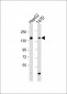 GLG1 Antibody (C-term)