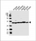 KCNMB2 Antibody (N-term)