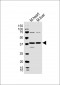 P2ry4 Antibody (N-term)