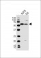 SOX10 Antibody (Center)