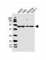 MAP2K7 Antibody (C-Term)